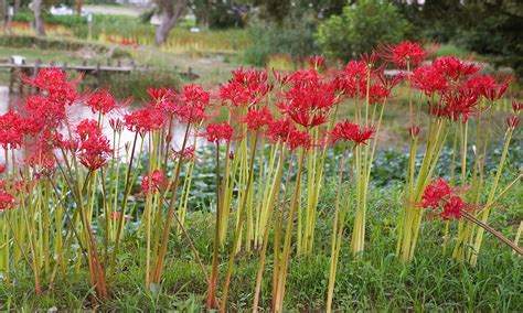 彼岸花 開花|彼岸花の名所 ※見頃・開花状況・アクセス